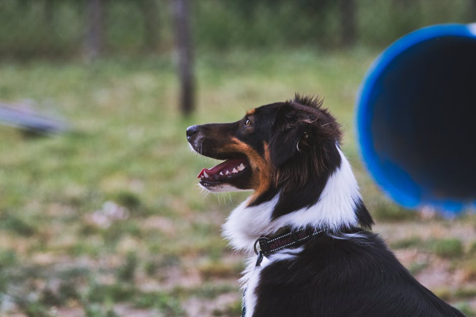 dog obedience training murfreesboro tn