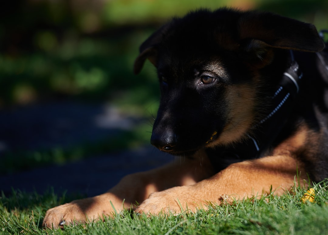 8 week old german shepherd puppy training