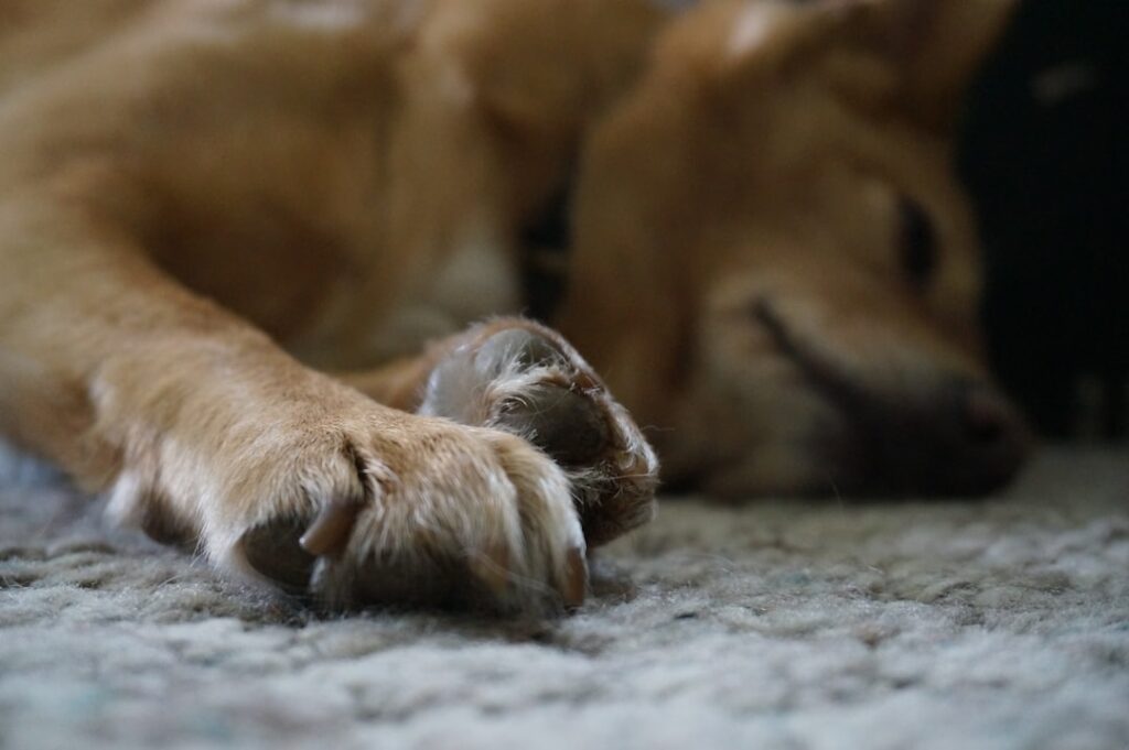 Teach dog to settle