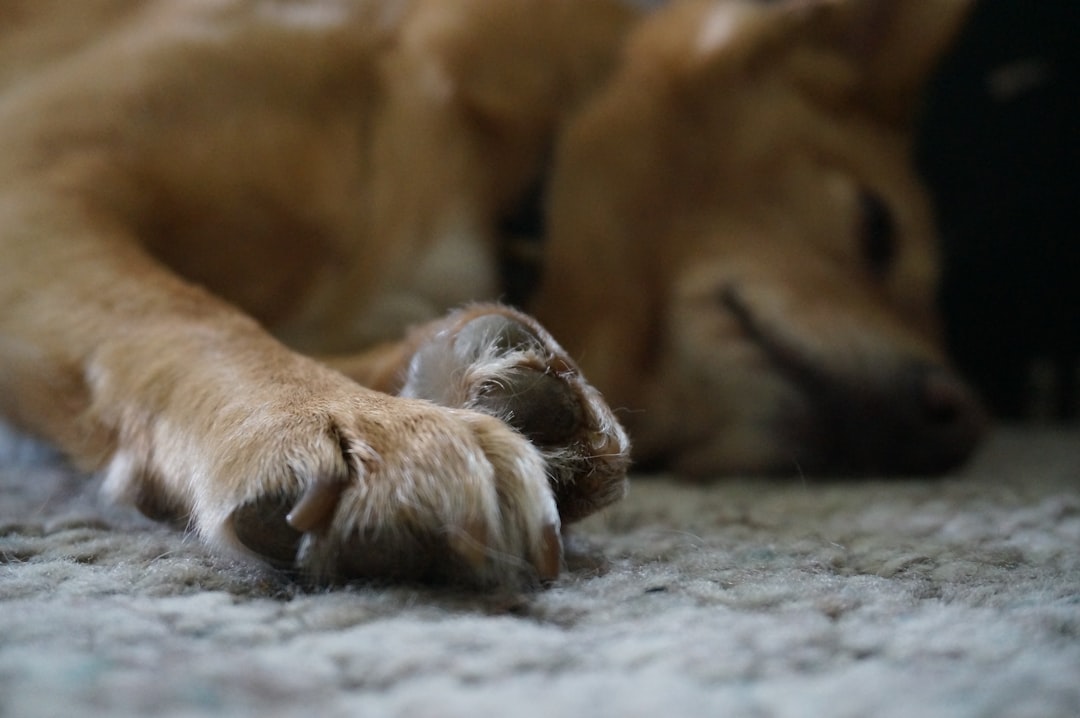 Teach dog to settle
