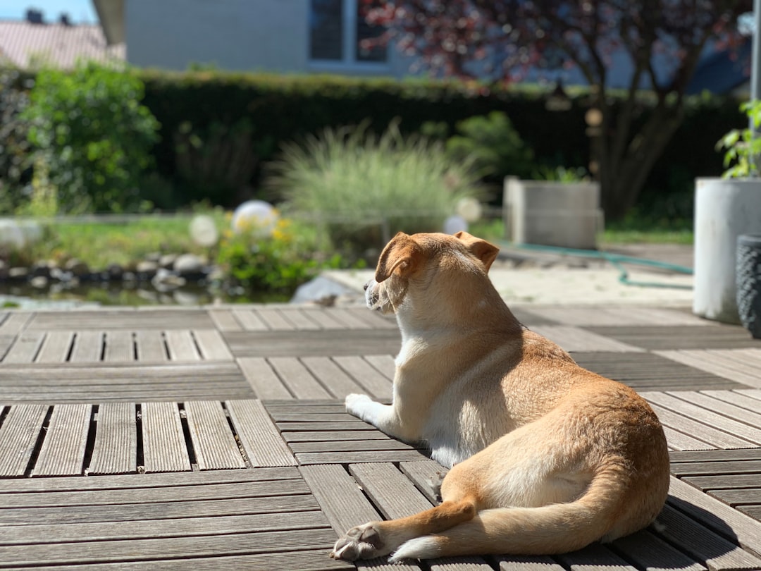 Teach dog to stay